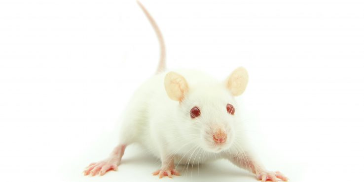Csontvelőátültetéssel “fiatalították meg” öregedő egerek agyát